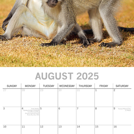 Monkey Business 2025 Square Wall Calendar Animals 16 Months Premium Planner Gift.