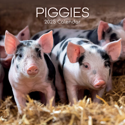 Piggies - 2025 Square Wall Calendar Pets Animals 16 Months Premium Planner Gift.