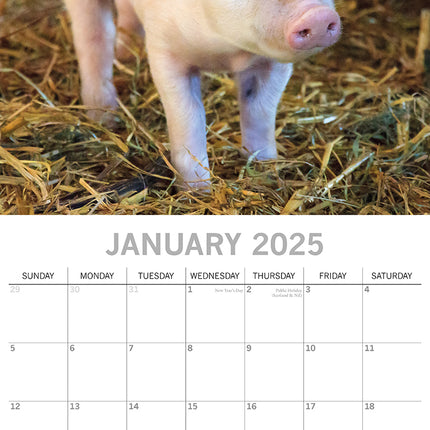 Piggies - 2025 Square Wall Calendar Pets Animals 16 Months Premium Planner Gift.