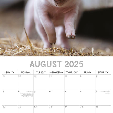 Piggies - 2025 Square Wall Calendar Pets Animals 16 Months Premium Planner Gift.
