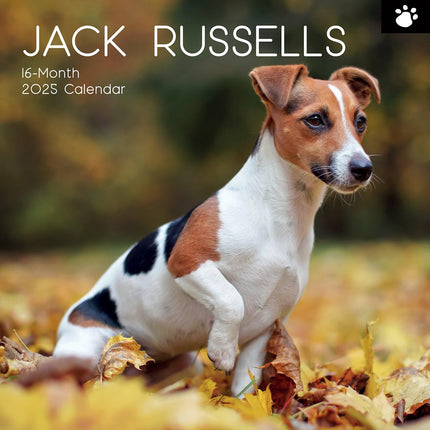 Jack Russells - 2025 Square Wall Calendar Dogs Pets Animals 16 Months Planner.
