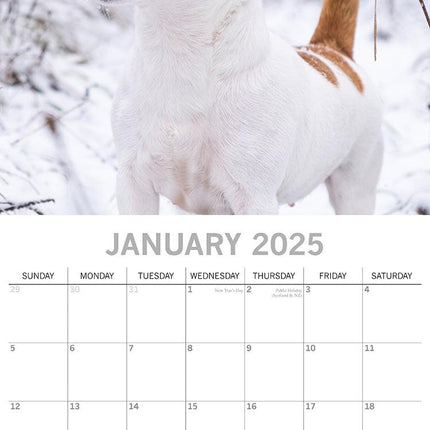Jack Russells - 2025 Square Wall Calendar Dogs Pets Animals 16 Months Planner.