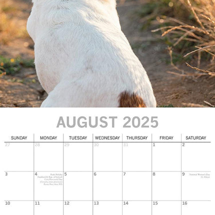 Jack Russells - 2025 Square Wall Calendar Dogs Pets Animals 16 Months Planner.