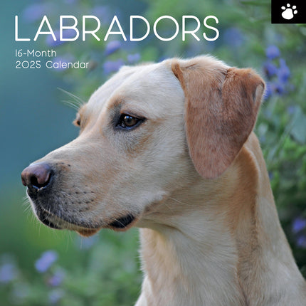 Labradors - 2025 Square Wall Calendar Dogs Pets Animals 16-Month Premium Planner.
