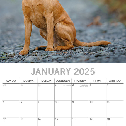 Labradors - 2025 Square Wall Calendar Dogs Pets Animals 16-Month Premium Planner.
