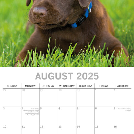 Labradors - 2025 Square Wall Calendar Dogs Pets Animals 16-Month Premium Planner.