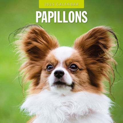 Papillions - 2025 Square Wall Calendar Animals 16 Months Premium Planner Gift.