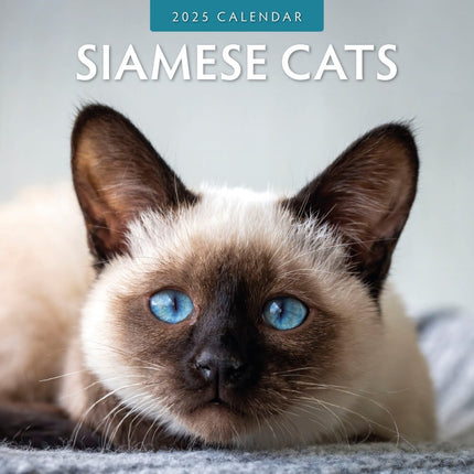 Siamese Cats - 2025 Square Wall Calendar Animals 16 Months Premium Planner Gift.