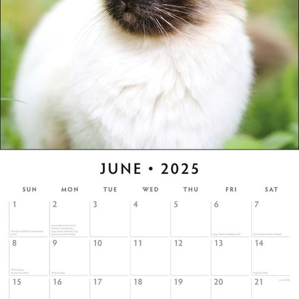 Siamese Cats - 2025 Square Wall Calendar Animals 16 Months Premium Planner Gift.
