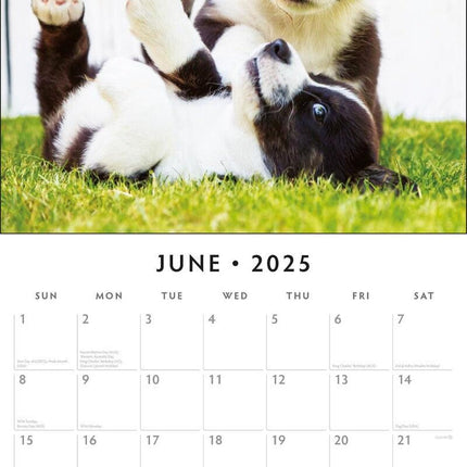 Adorable Dogs - 2025 Square Wall Calendar Animals 16 Months Premium Planner Gift.