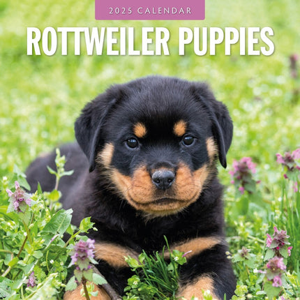 Rottweiler Puppies - 2025 Square Wall Calendar Animals 16 Months Premium Planner.
