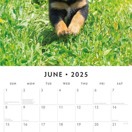 Rottweiler Puppies - 2025 Square Wall Calendar Animals 16 Months Premium Planner.