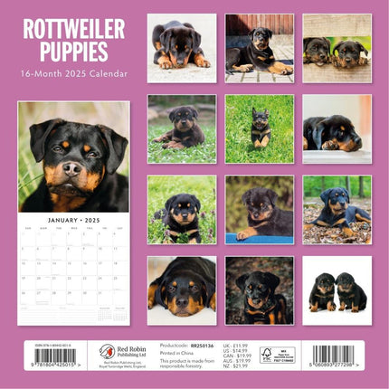 Rottweiler Puppies - 2025 Square Wall Calendar Animals 16 Months Premium Planner.
