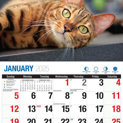 Cute Cats - 2025 Rectangle Wall Calendar 16 Months Planner Animal Pets Photos.