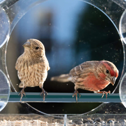 Clear Acrylic Window Bird Feeder with Strong Suction Cups and Removable Seed Tray.