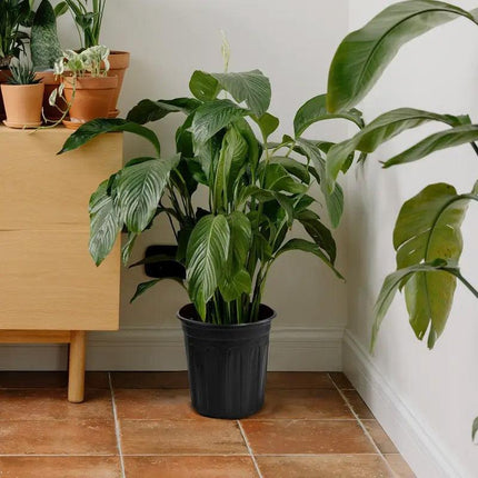 100PCS Black Gallon Soft Plastic Planter Bag Garden Nursery Pot Balcony Grow Bag.