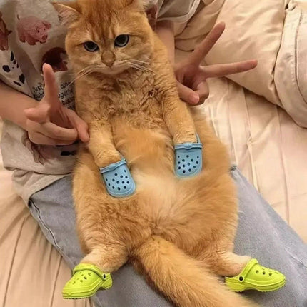 Pet Care Cartoz.