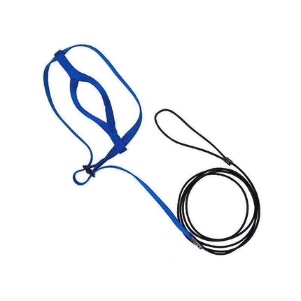 M Pet Parrot Bird Harness Lead Leash Flying Training Rope Cockatiel Outdoor - Blue.