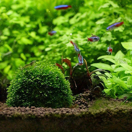 3pcs Aquarium Plastic Moss Ball Fish Decoration Aquatic Plant Accessories.