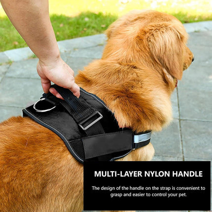 Pet Care Cartoz.