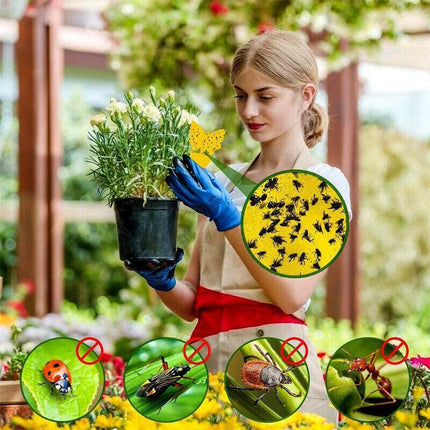 10X Dual Sided Sticky Trap Insect Killer Whitefly Thrip Fruit Fly Gnat - Butterfly 50PCS.