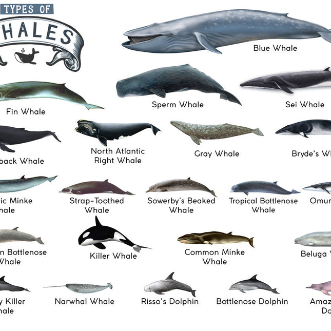 TYPES OF WHALES A4 Matte Laminated Poster Print Fish - 210mm x 297mm.
