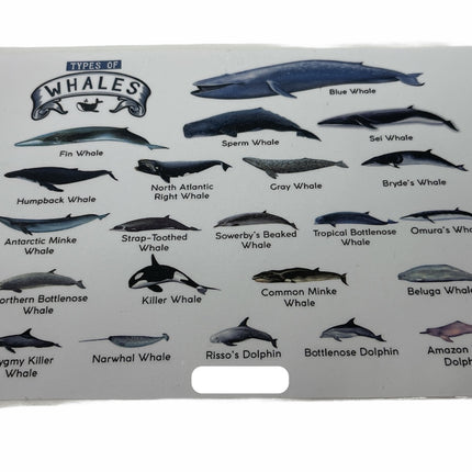 TYPES OF WHALES A4 Matte Laminated Poster Print Fish - 210mm x 297mm.