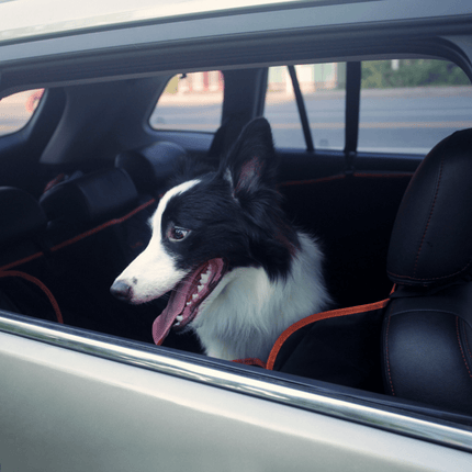 iBuddy Dog Seat Cover Car Hammock w/ Mesh Window & Dog Seat Belt.