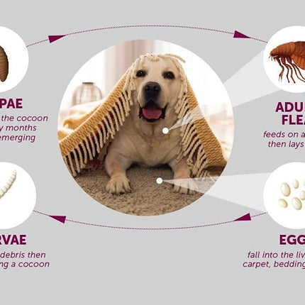 PawfectFriend Flea Collar for Dogs 8 Months Natural Flea Tick Collar for Dog Puppy.