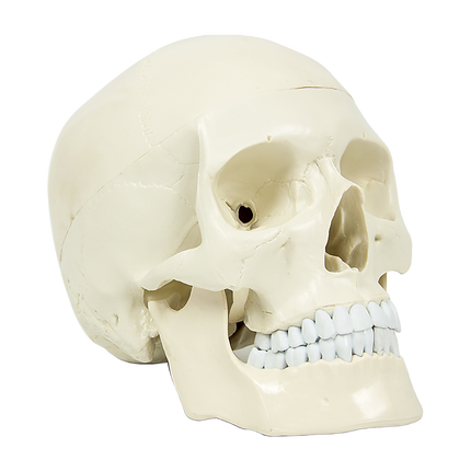 Life Size Anatomical Deluxe Human Skull Model Medical Skeleton Anatomy Replica.