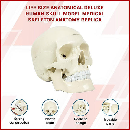 Life Size Anatomical Deluxe Human Skull Model Medical Skeleton Anatomy Replica.