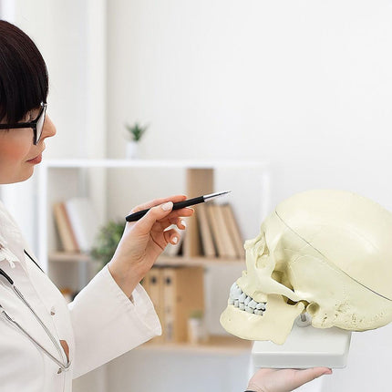 Life Size Anatomical Deluxe Human Skull Model Medical Skeleton Anatomy Replica.