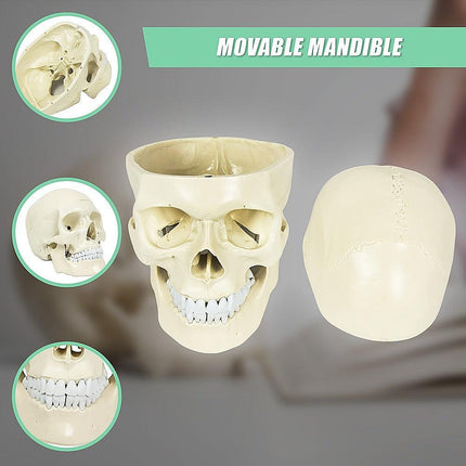 Life Size Anatomical Deluxe Human Skull Model Medical Skeleton Anatomy Replica.