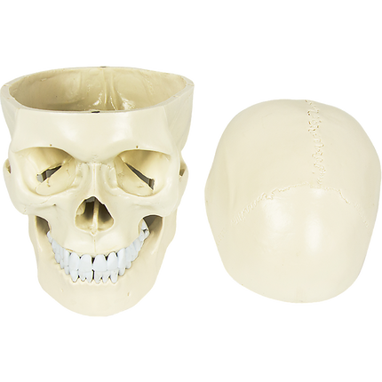 Life Size Anatomical Deluxe Human Skull Model Medical Skeleton Anatomy Replica.