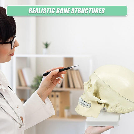 Life Size Anatomical Deluxe Human Skull Model Medical Skeleton Anatomy Replica.