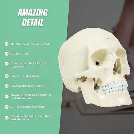 Life Size Anatomical Deluxe Human Skull Model Medical Skeleton Anatomy Replica.
