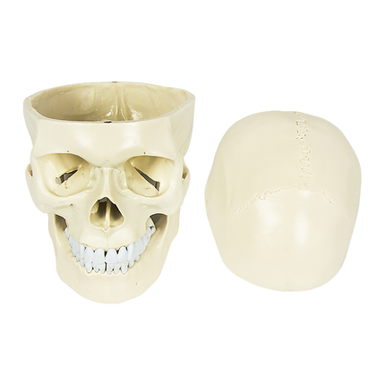 Life Size Anatomical Deluxe Human Skull Model Medical Skeleton Anatomy Replica.