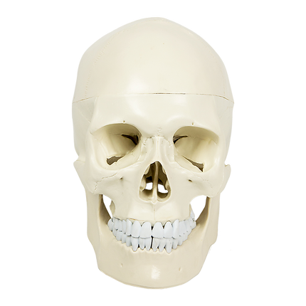 Life Size Anatomical Deluxe Human Skull Model Medical Skeleton Anatomy Replica.