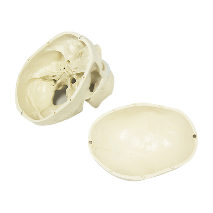 Life Size Anatomical Deluxe Human Skull Model Medical Skeleton Anatomy Replica.