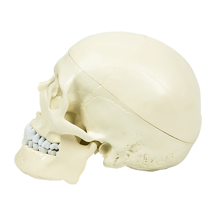 Life Size Anatomical Deluxe Human Skull Model Medical Skeleton Anatomy Replica.