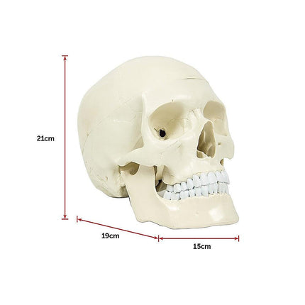 Life Size Anatomical Deluxe Human Skull Model Medical Skeleton Anatomy Replica.