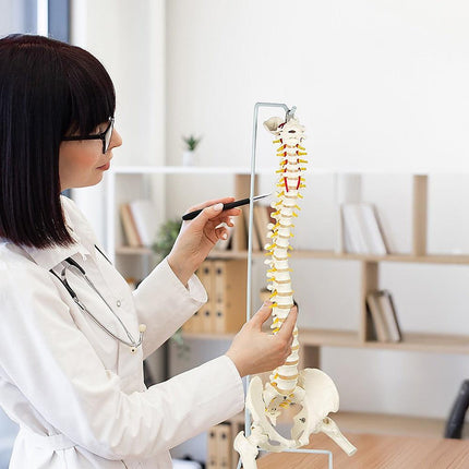 Life Size Flexible Spine Pelvis & Femur Model – Anatomical Skeleton Display.