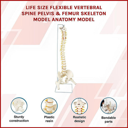 Life Size Flexible Spine Pelvis & Femur Model – Anatomical Skeleton Display.