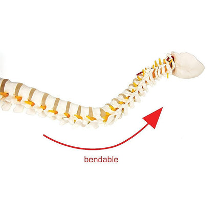 Life Size Flexible Spine Pelvis & Femur Model – Anatomical Skeleton Display.