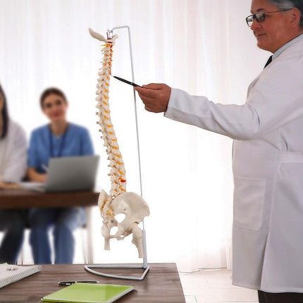 Life Size Flexible Spine Pelvis & Femur Model – Anatomical Skeleton Display.