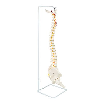 Life Size Flexible Spine Pelvis & Femur Model – Anatomical Skeleton Display.