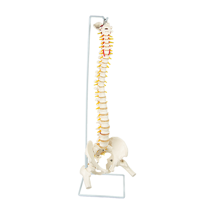 Life Size Flexible Spine Pelvis & Femur Model – Anatomical Skeleton Display.