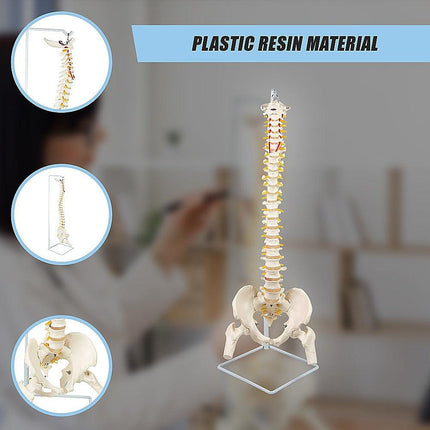 Life Size Flexible Spine Pelvis & Femur Model – Anatomical Skeleton Display.