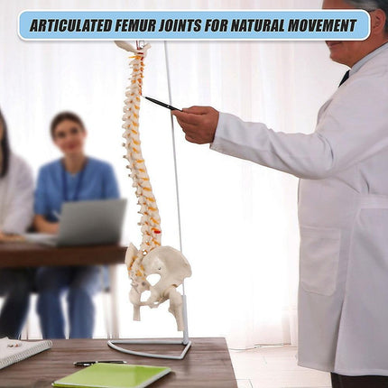 Life Size Flexible Spine Pelvis & Femur Model – Anatomical Skeleton Display.