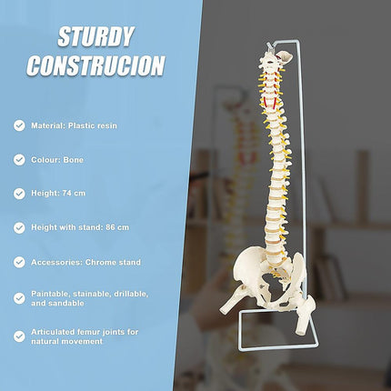 Life Size Flexible Spine Pelvis & Femur Model – Anatomical Skeleton Display.
